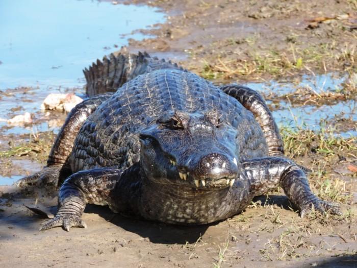Pousada Curupira Albuquerque  エクステリア 写真