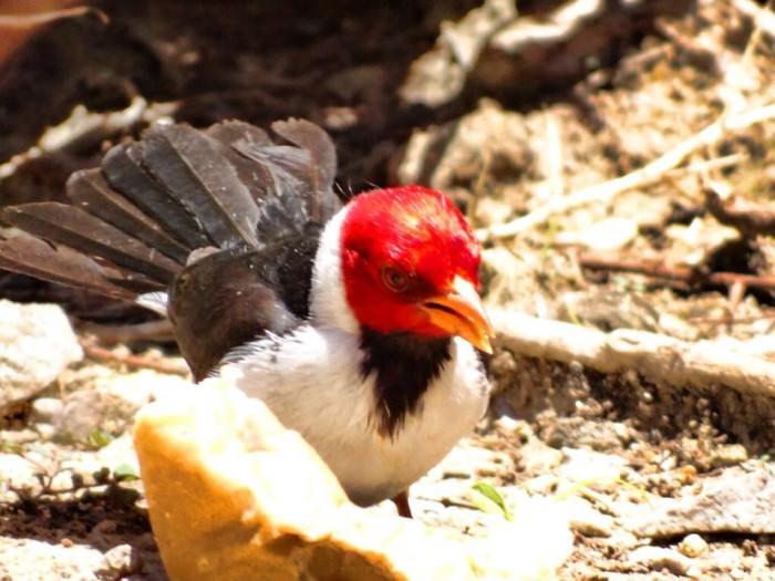 Pousada Curupira Albuquerque  エクステリア 写真